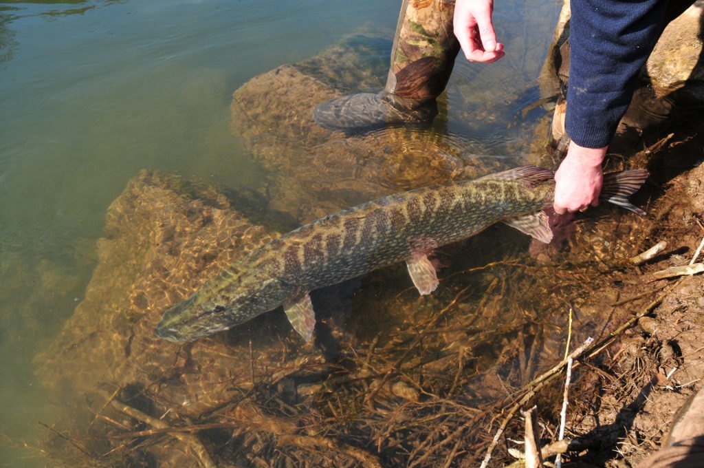 coarse fishing for pike in Wales