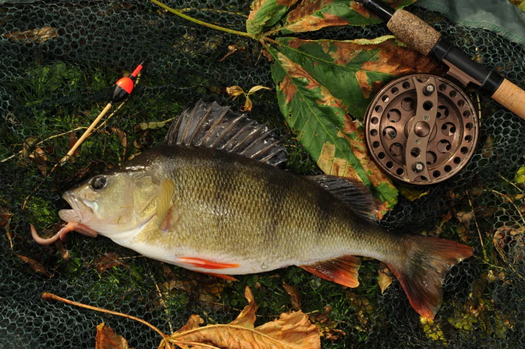 coarse fishing for perch in Wales