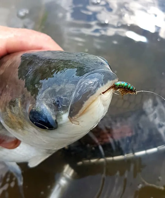 Fly Fishing For Mullet - Fishing in Wales