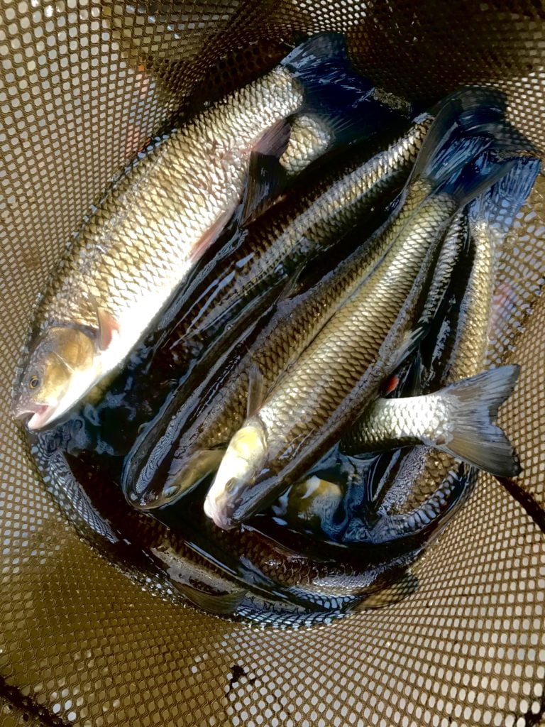 chub fishing Wales