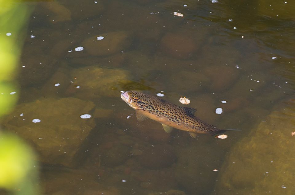 River fishing in Wales for wild brown trout