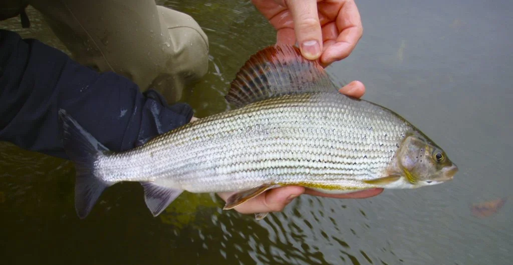 This image has an empty alt attribute; its file name is A-river-Dee-grayling-1024x530.jpeg