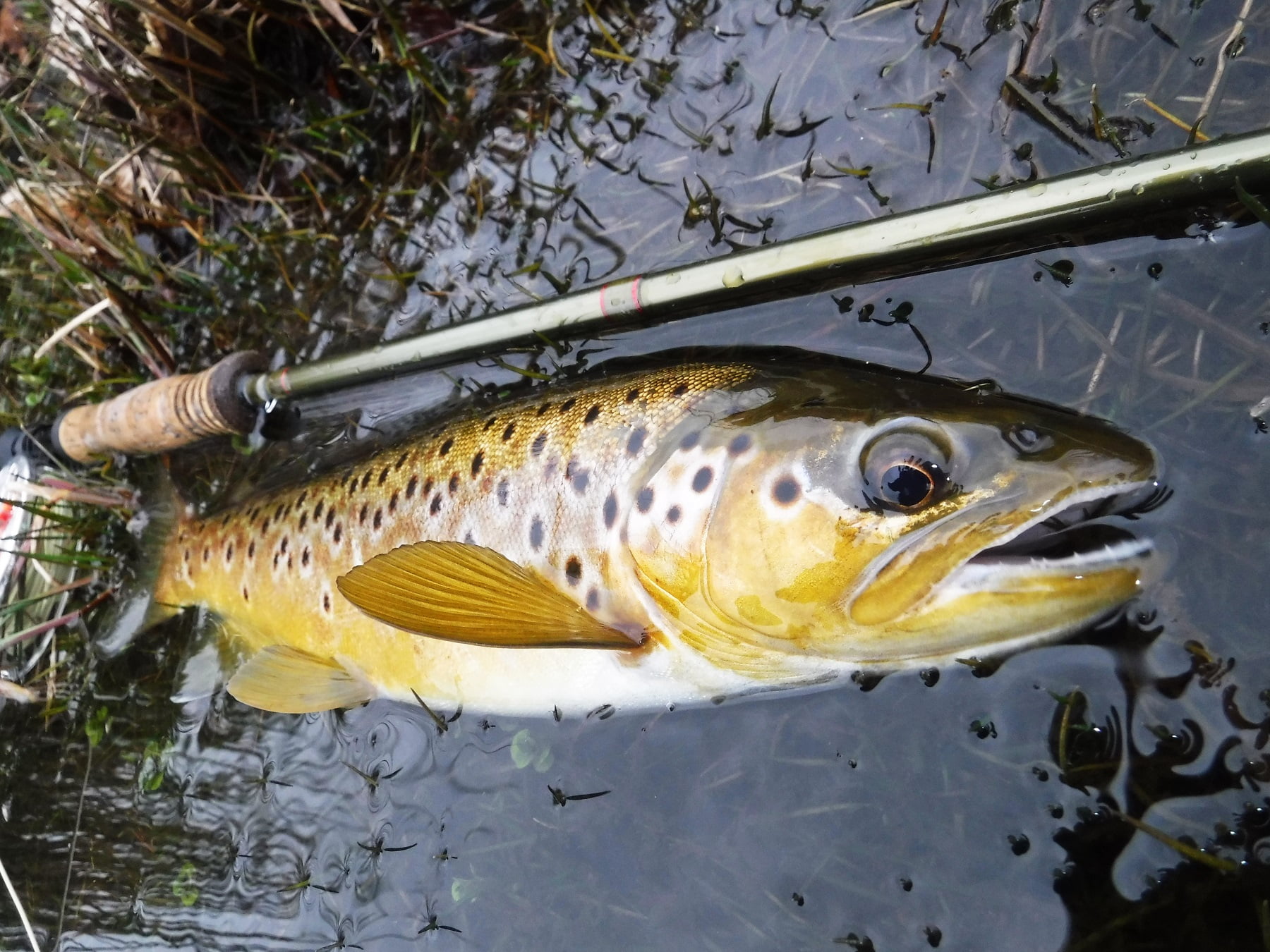 wild trout from a welsh llyn