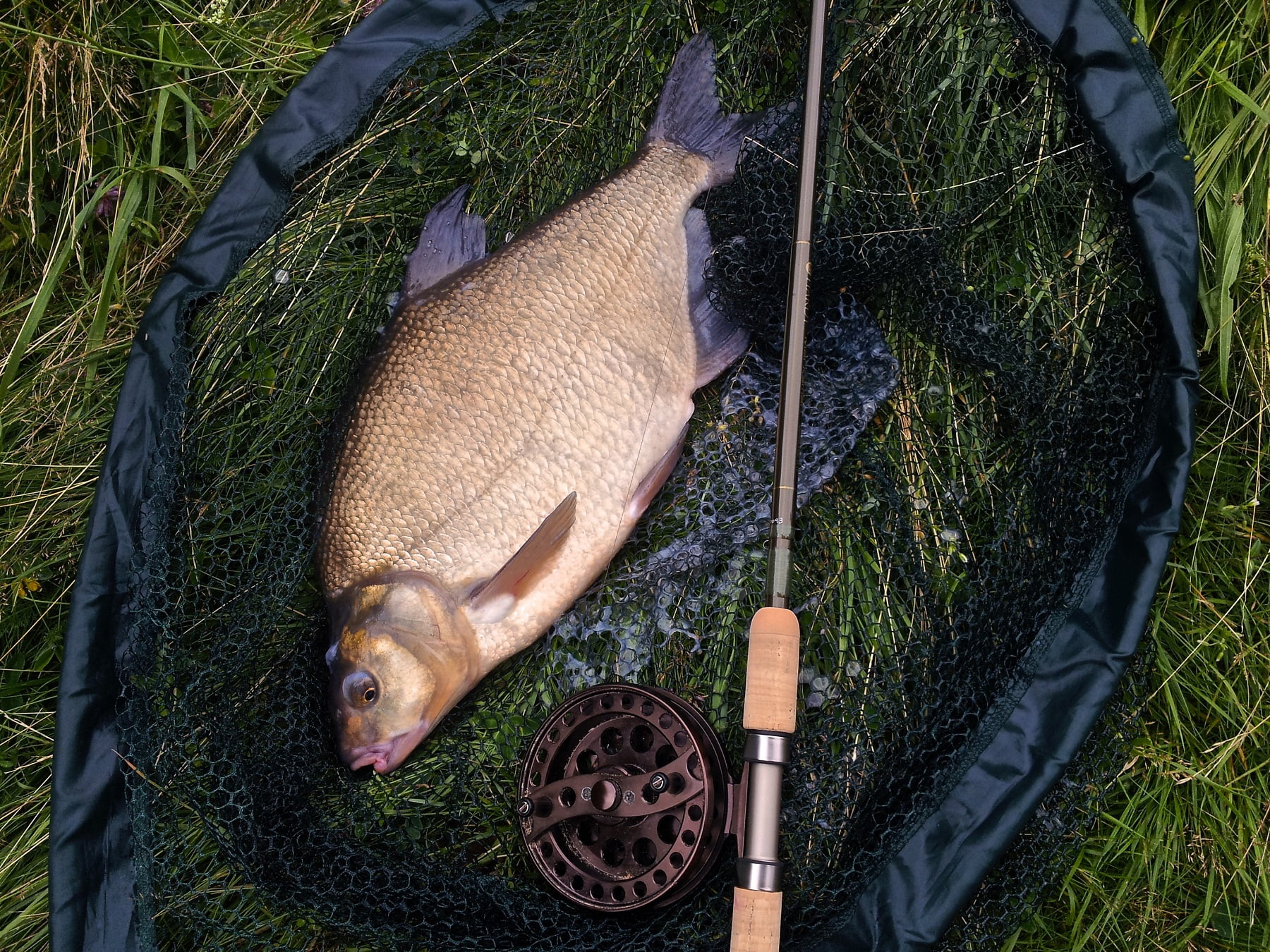 Bream - Fishing In Wales