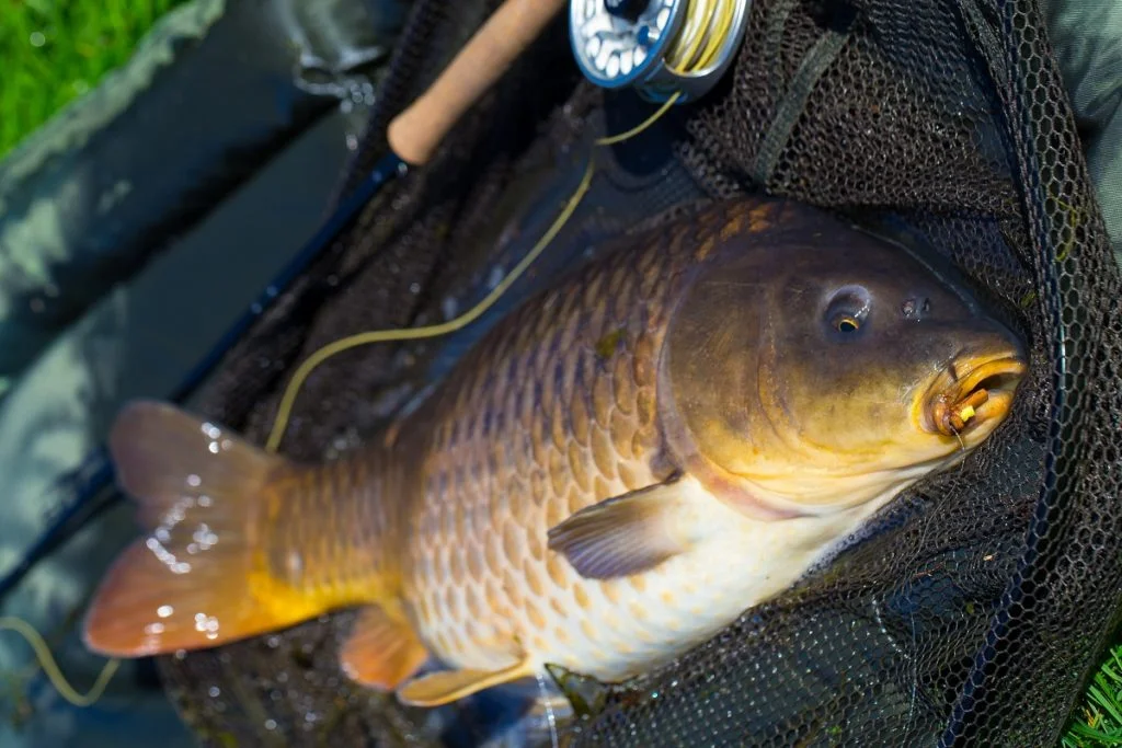 Carp fly fishing Wales
