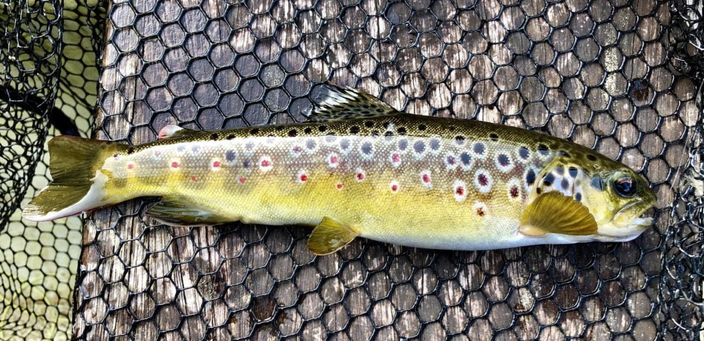 A pretty llyn Cwellyn brown trout