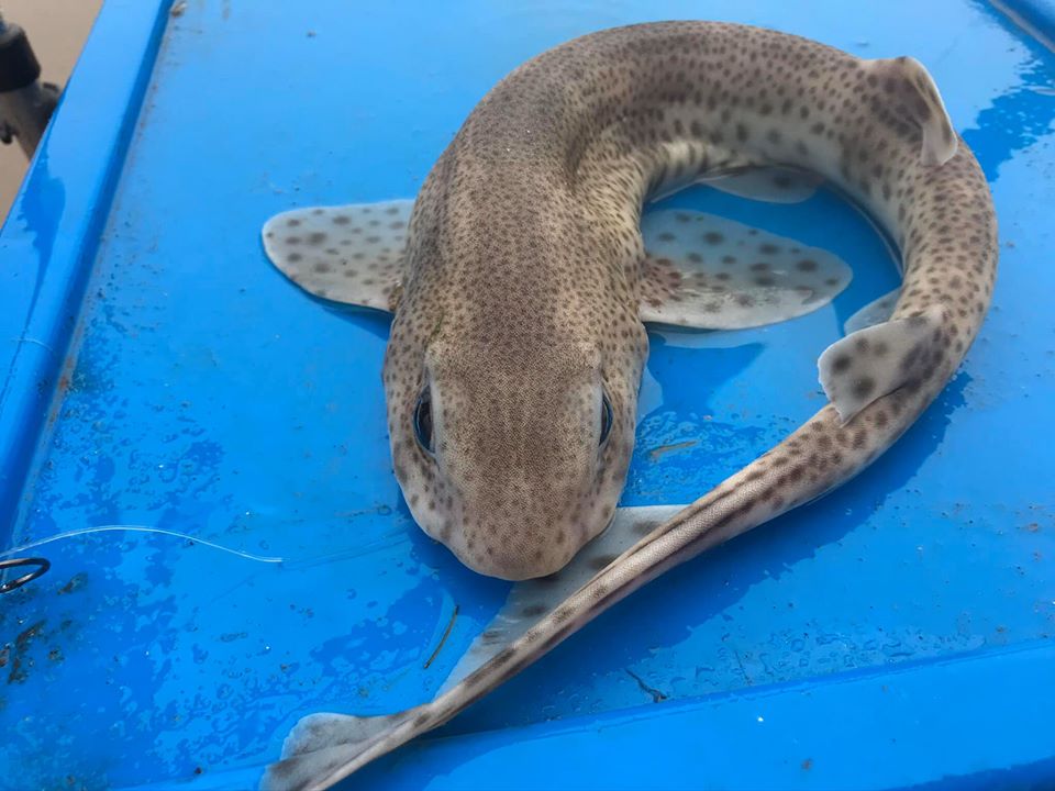 lesser-spotted-dogfish-fishing-in-wales