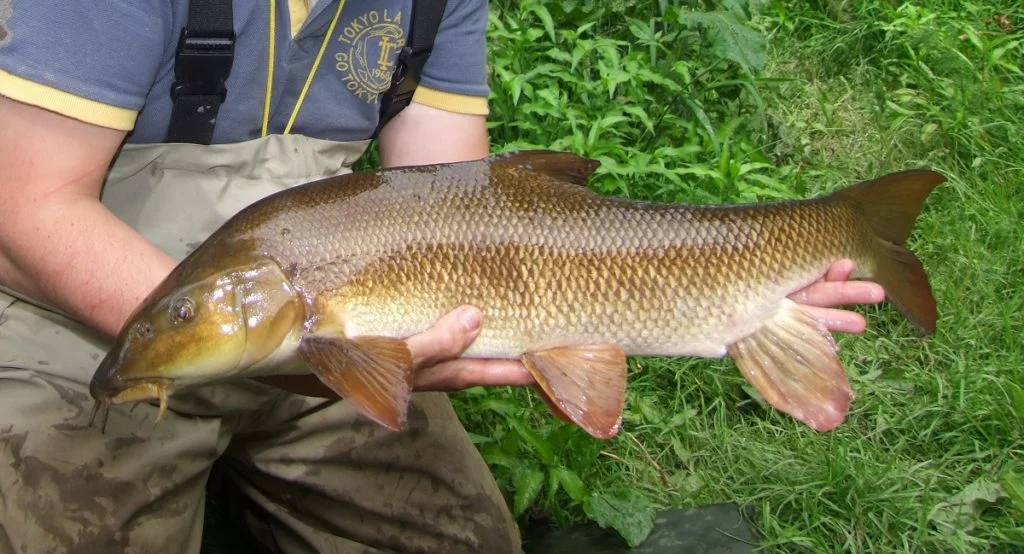 River Wye barbel