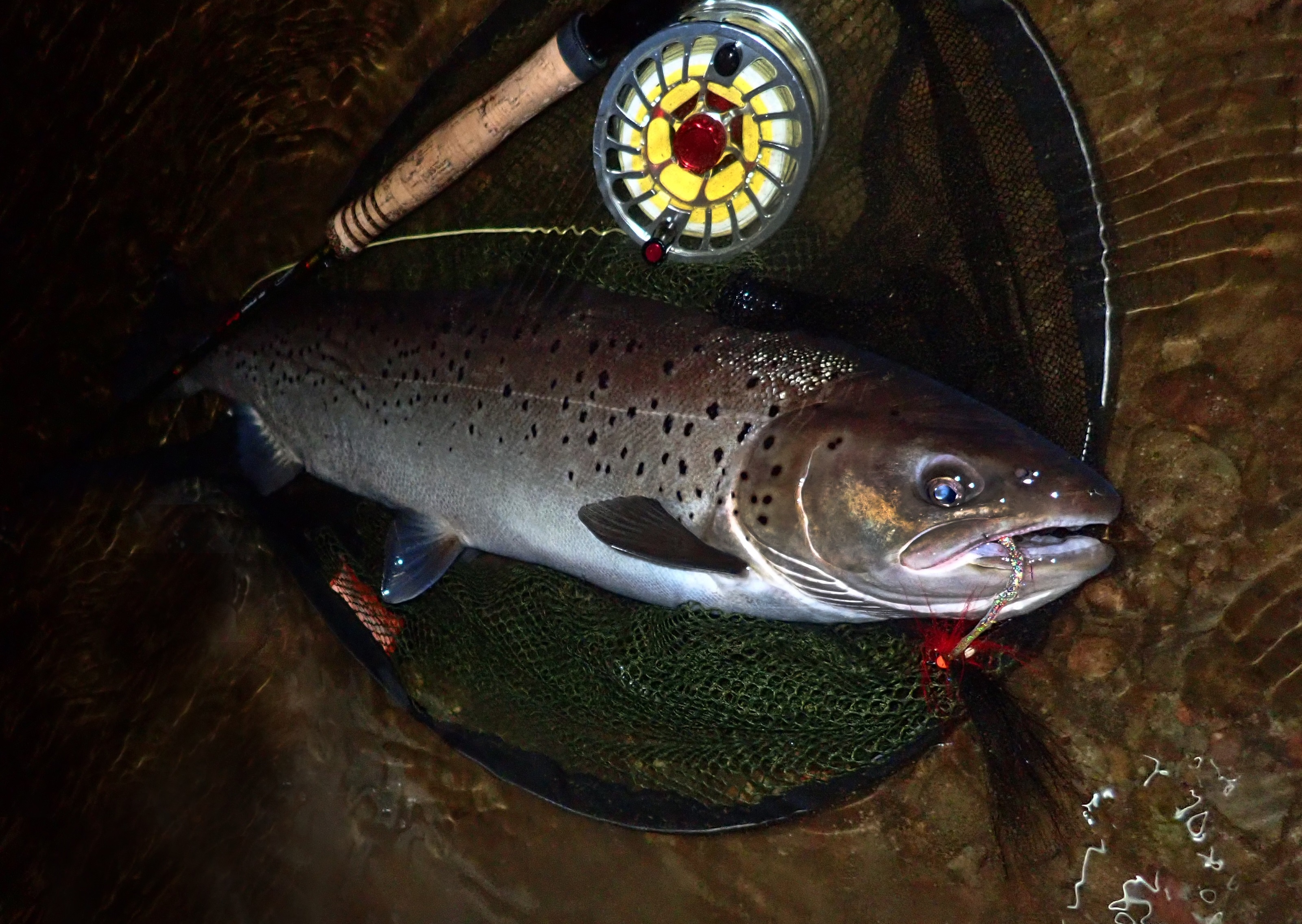 Sea trout fishing in wales