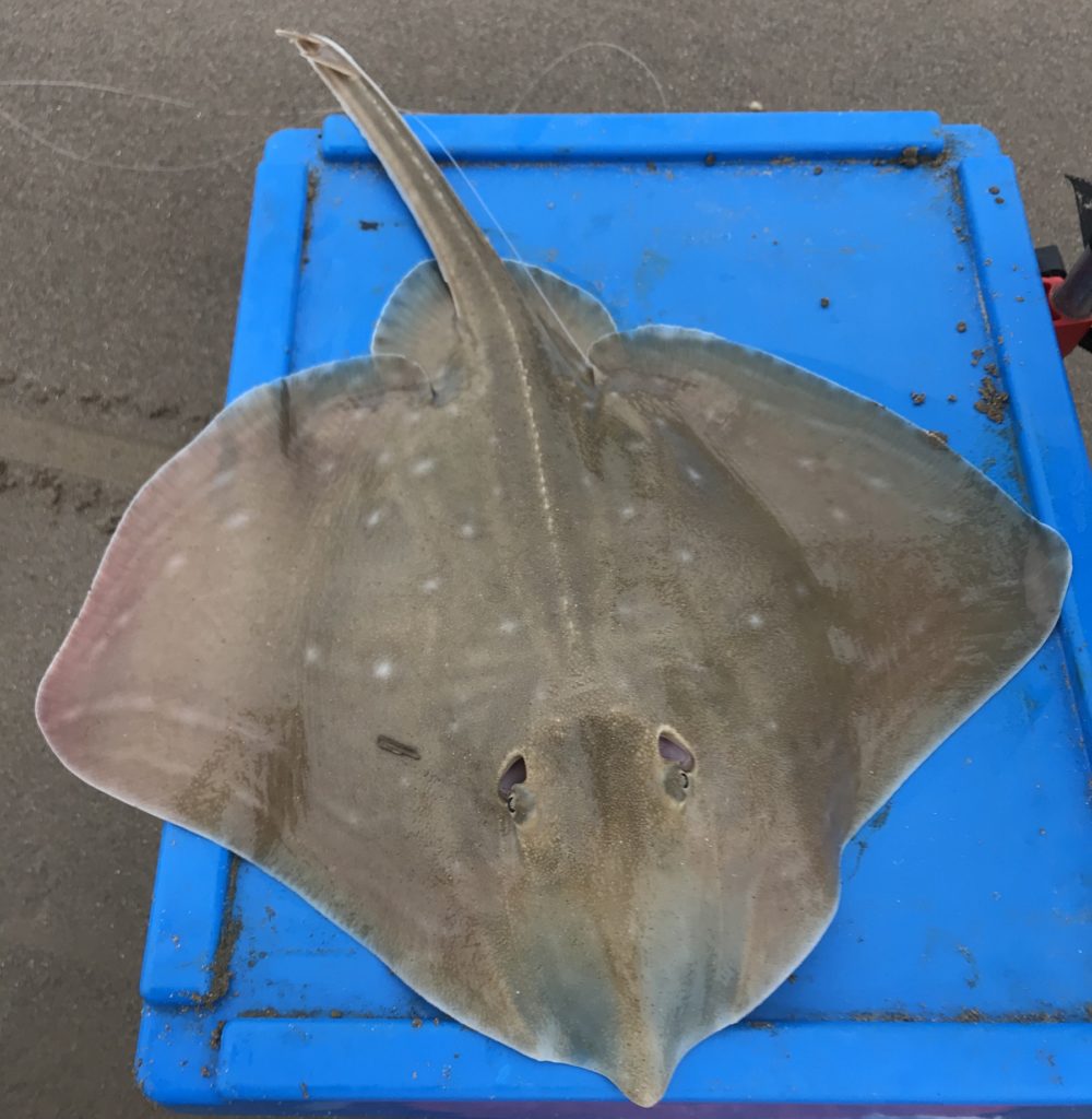 Rays - Fishing in Wales
