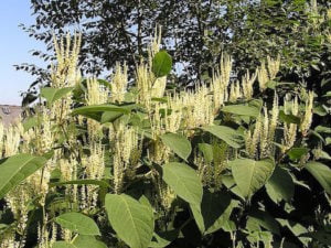 Japanese Knotweed