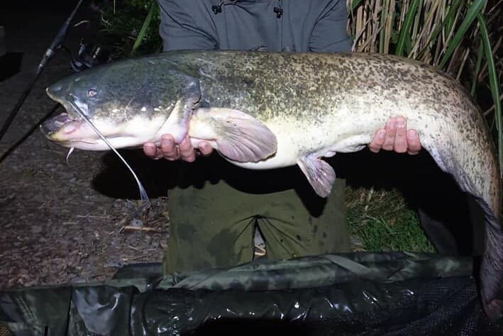 Wells Catfish - Fishing In Wales