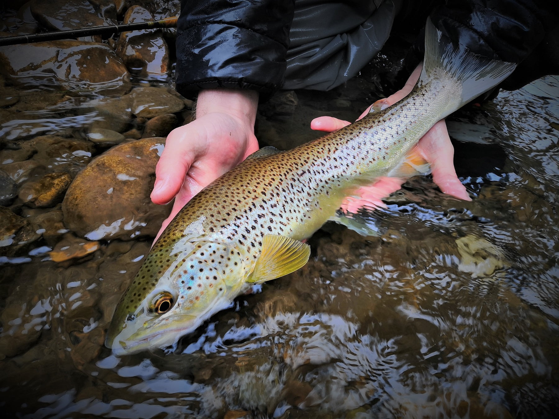 River fishing in Wales for wild trout a fly fishers paradise