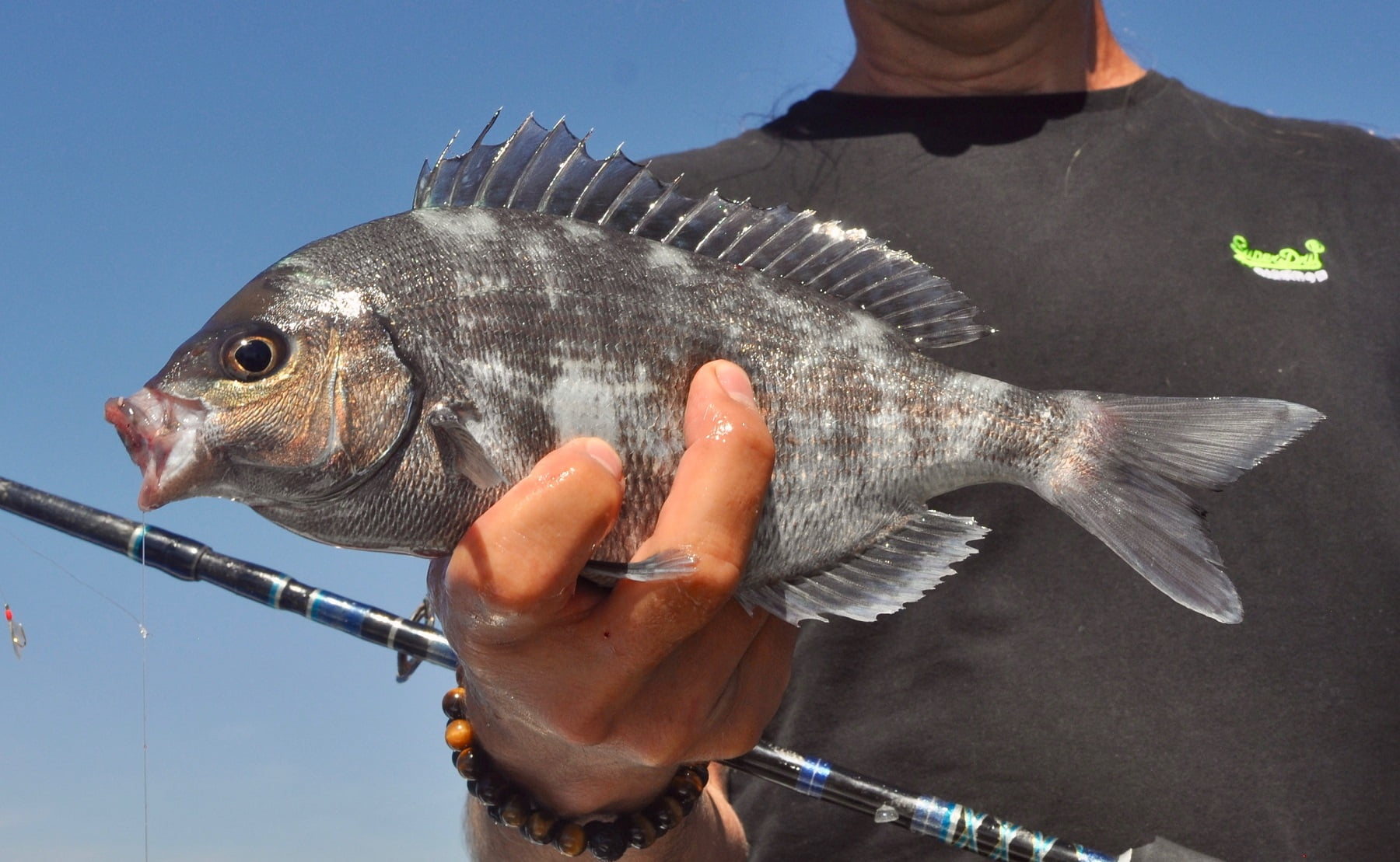 Sea Bream Fishing In Wales