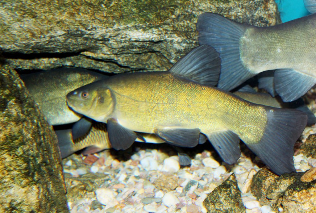 tench fishing wales