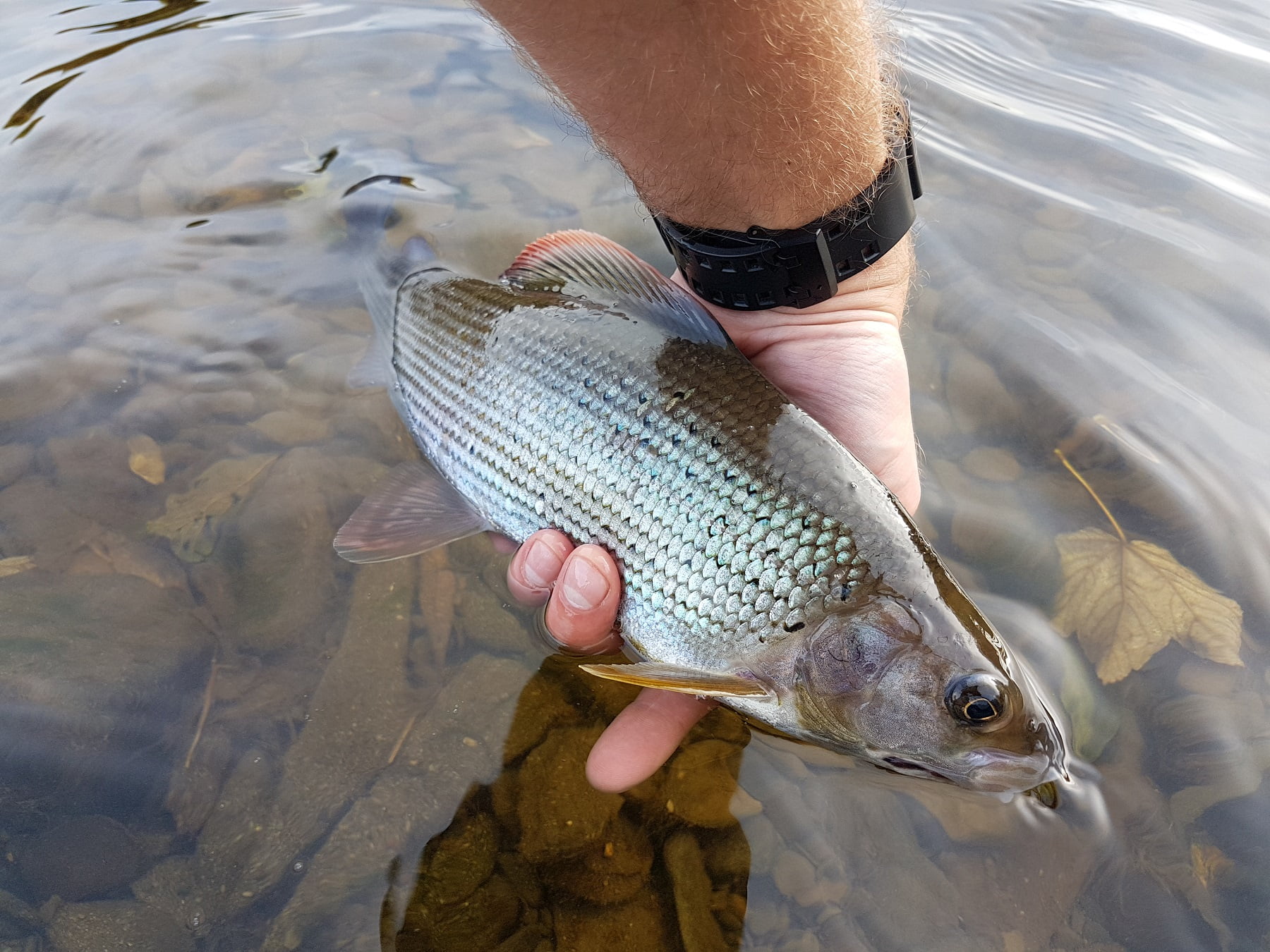 river severn grayling fishing