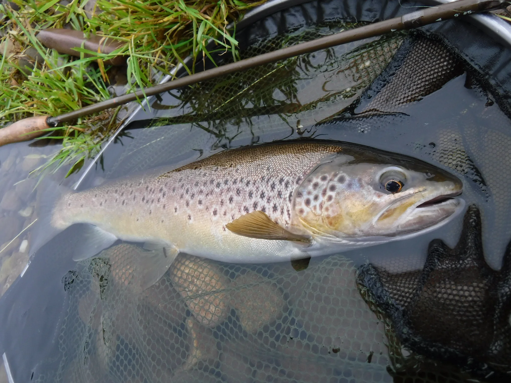 River Usk trout fishing Brecon town
