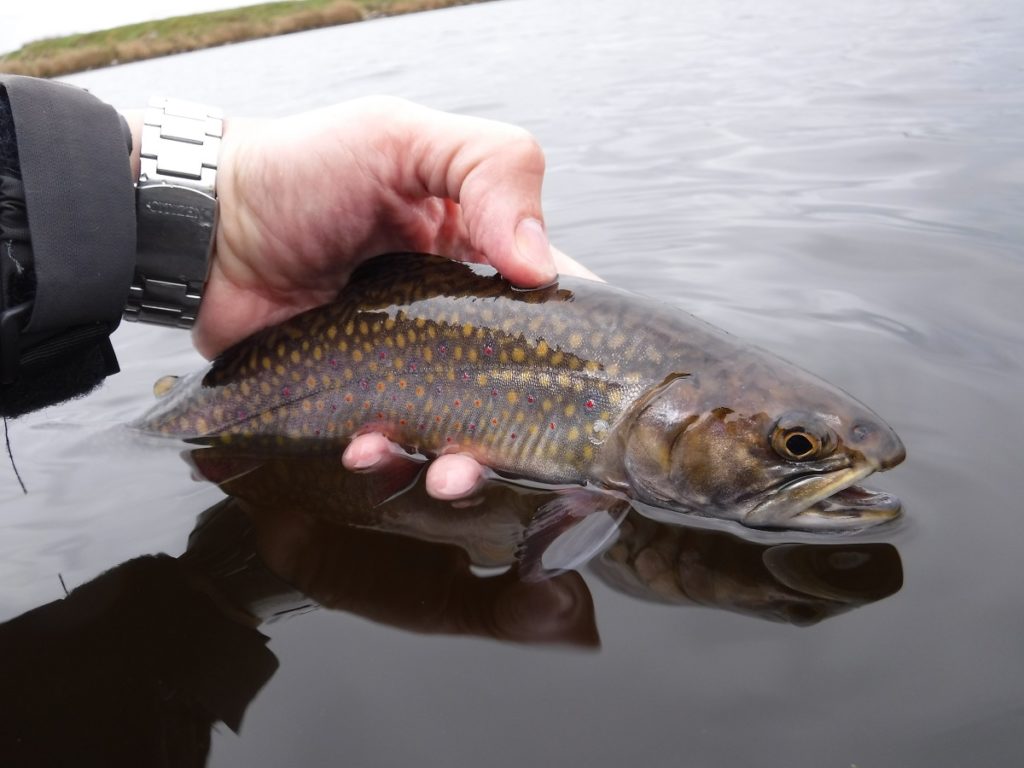 Brook trout fishing wales