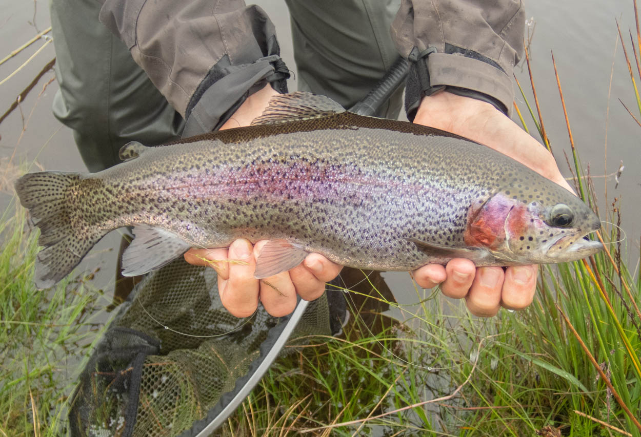 rainbow trout from llyn nant y cagl Wales