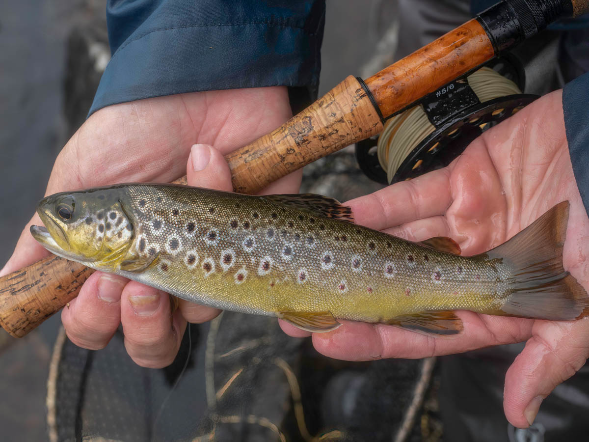 Seiont Gwyrfai and Llyfni Fishing Society: Llynnau Cwm Silyn - Fishing ...