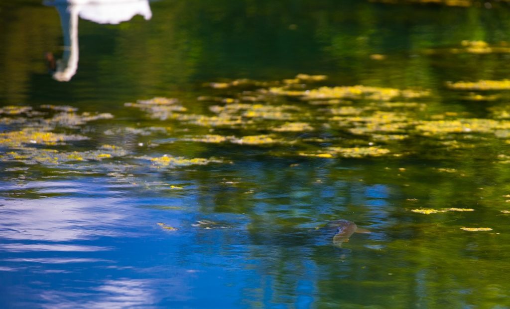 fly fishing for carp in a weedy lake