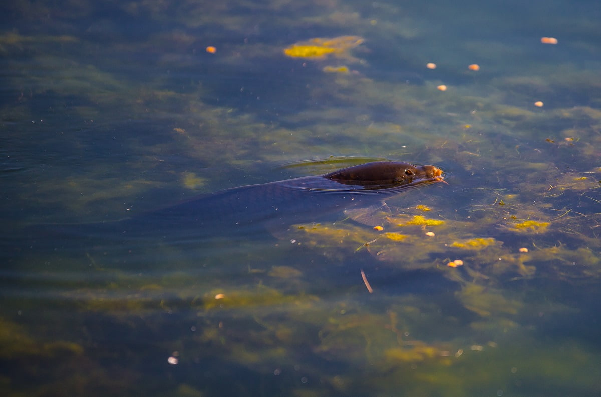 Fly fishing for Carp in Wales Steffan Jones Fishing in Wales