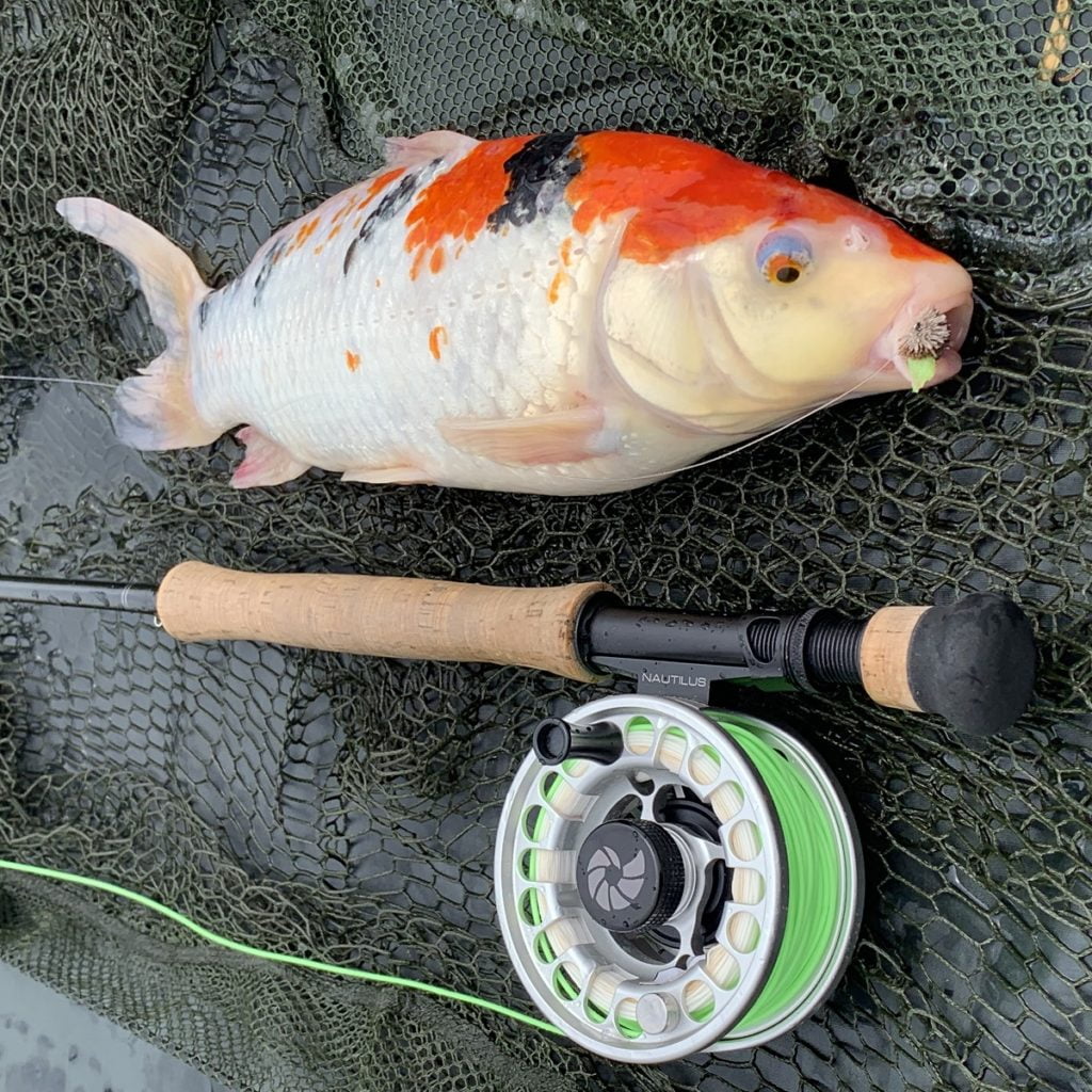 Koi carp on the fly