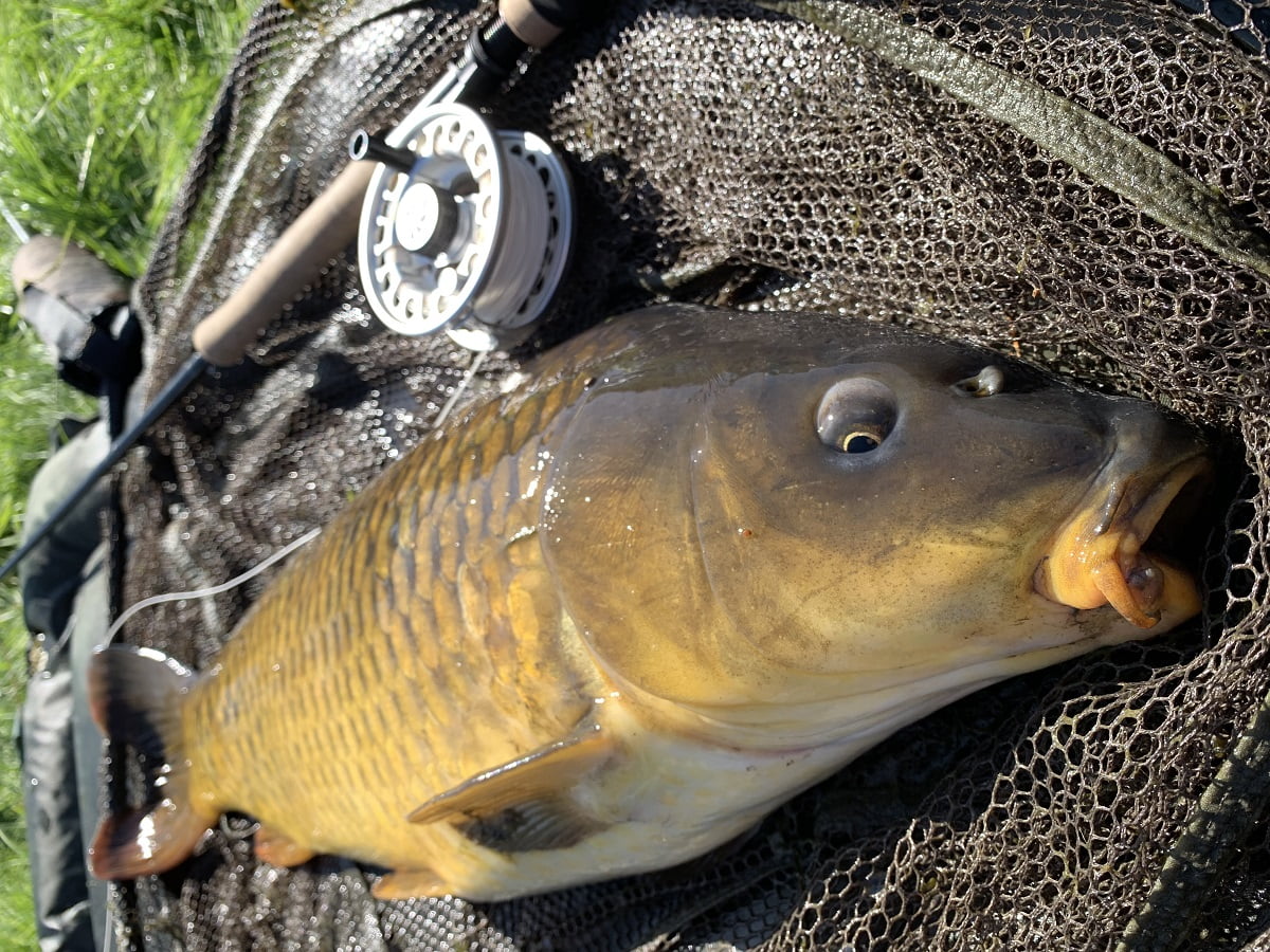 Fly fishing for Carp in Wales Steffan Jones Fishing in Wales
