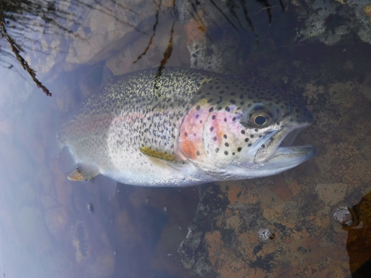llyn conach fly fishing