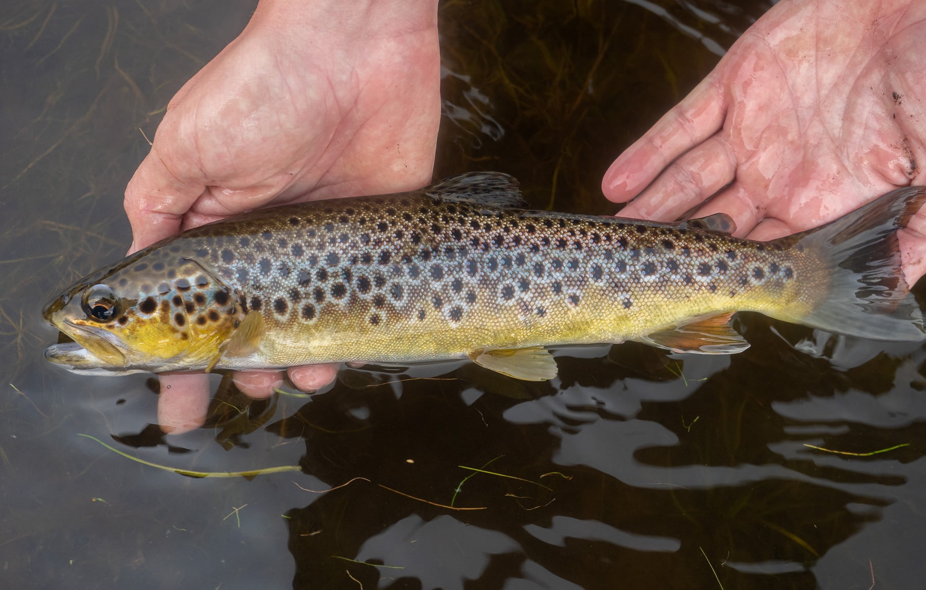 Graig goch wild brown trout