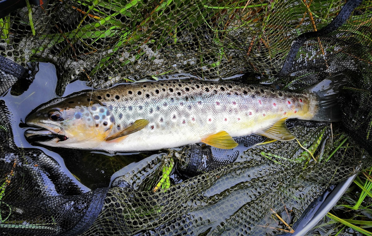 wild trout llyn conach