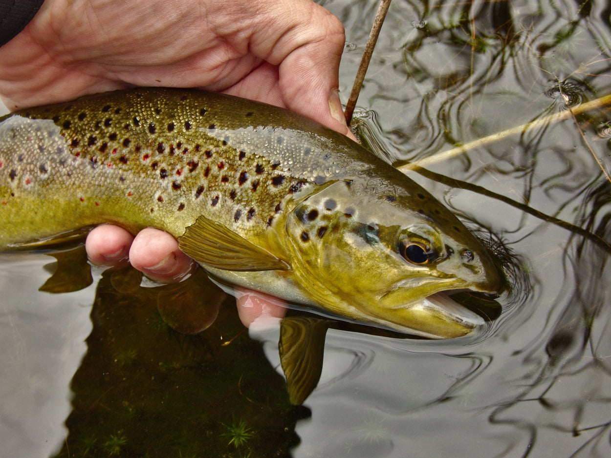 llyn dubach wild brown trout