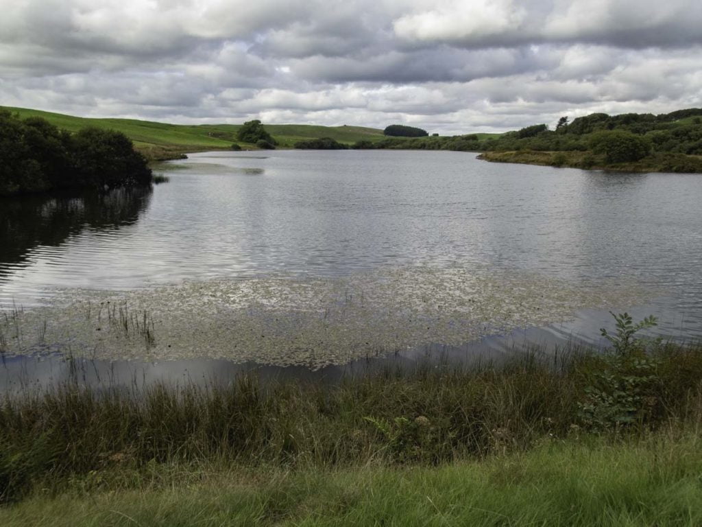 Pond Rhosrydd fly fishing