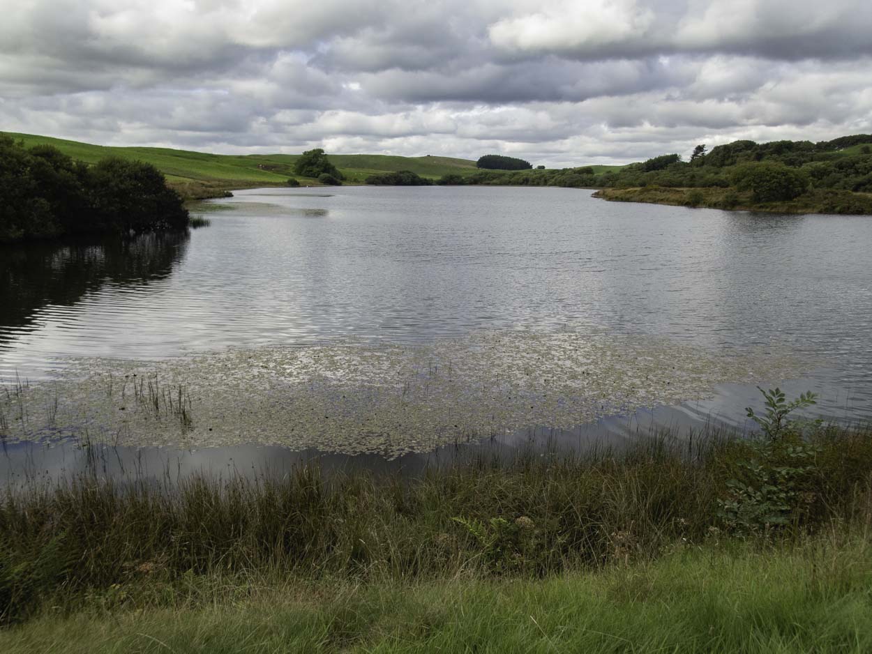 Pond Rhosrydd fly fishing