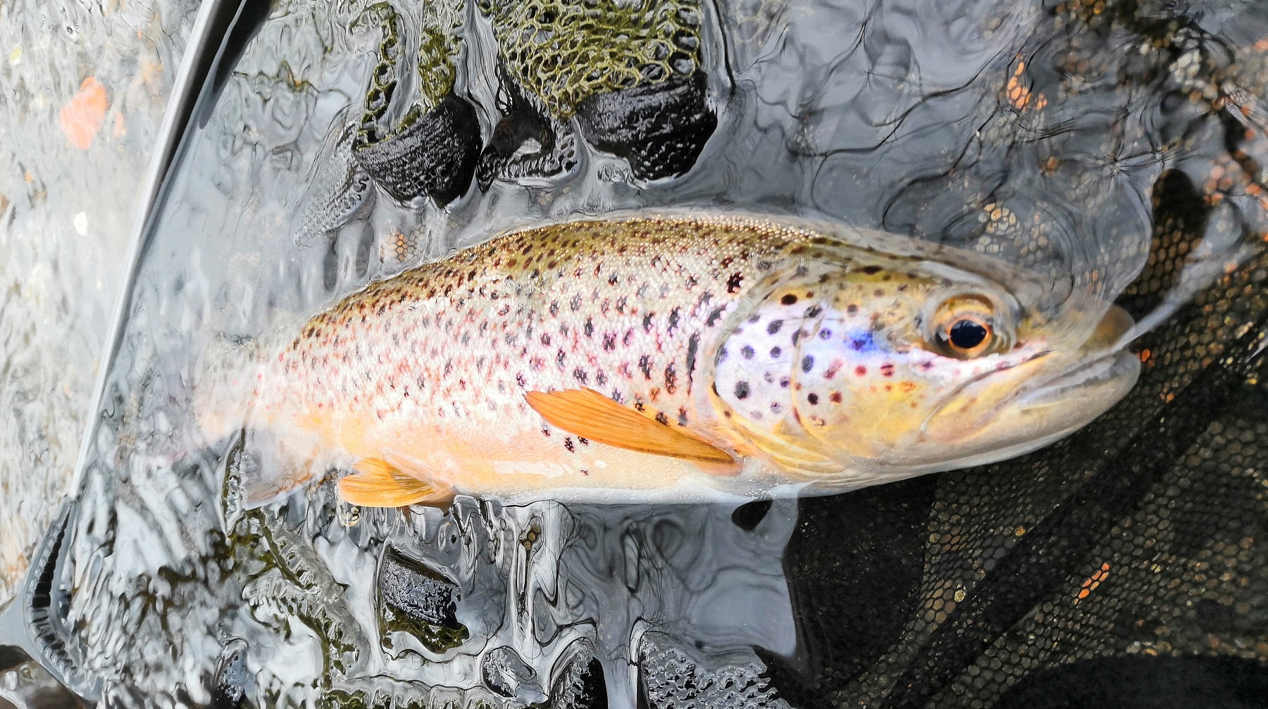 River sirhowy wild brown trout