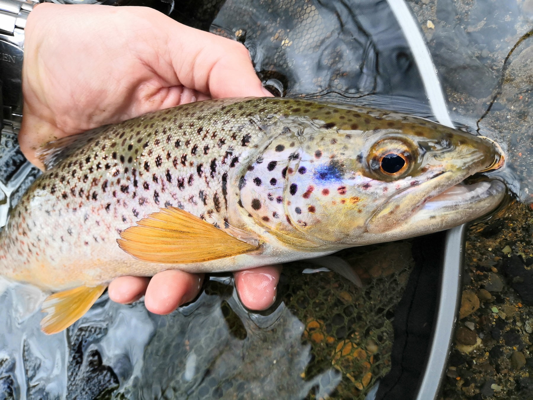 Gwent Angling Society: River Sirhowy - Fishing in Wales