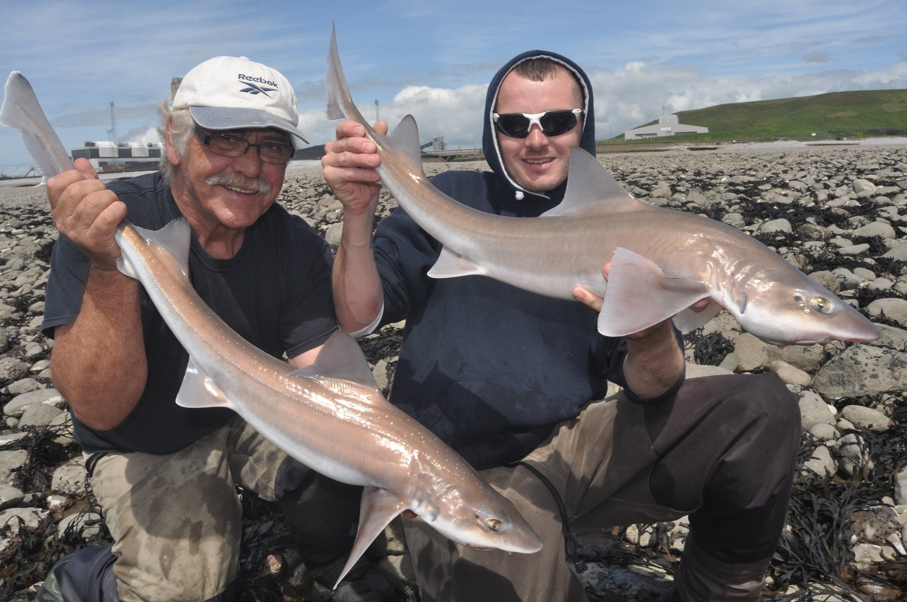 Smooth-hound are a common summer species in Wales