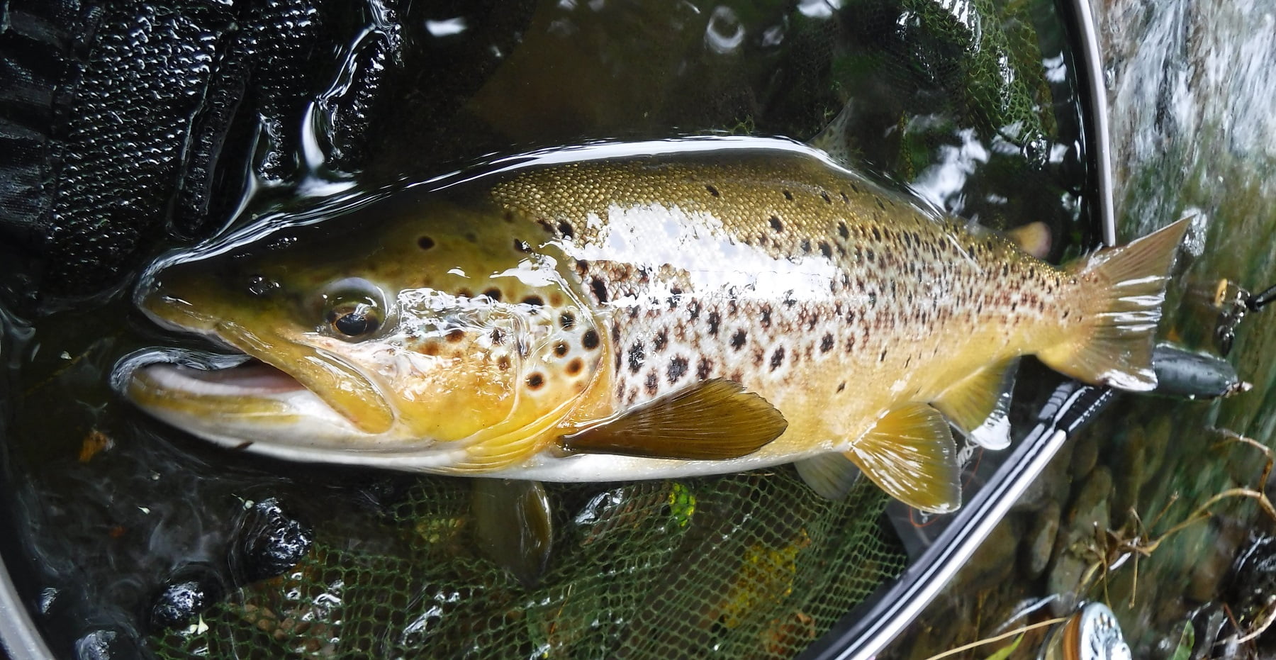 Upper River Taff trout