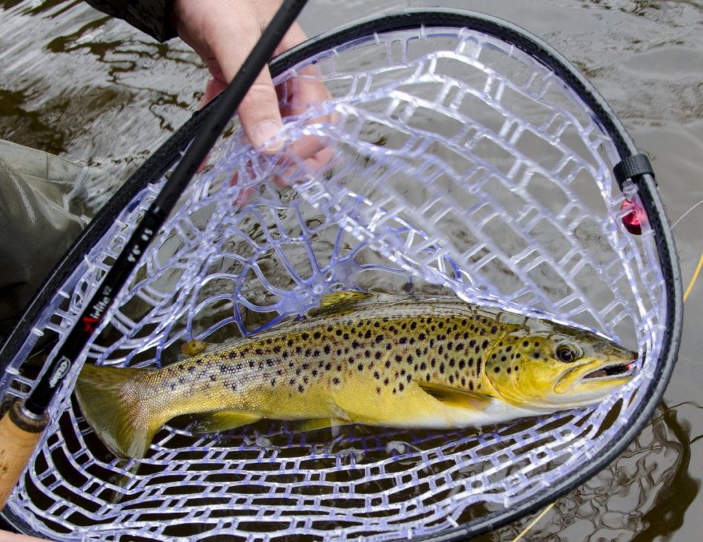 This image has an empty alt attribute; its file name is Welsh-wild-brown-trout-1024x790.jpg