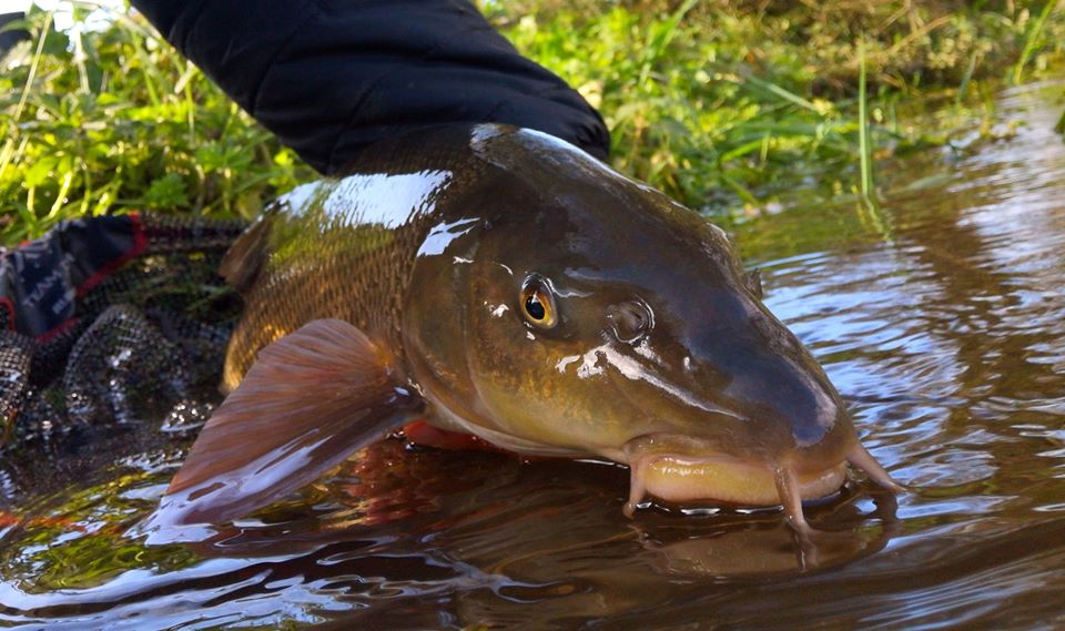 fishing planet unique barbel