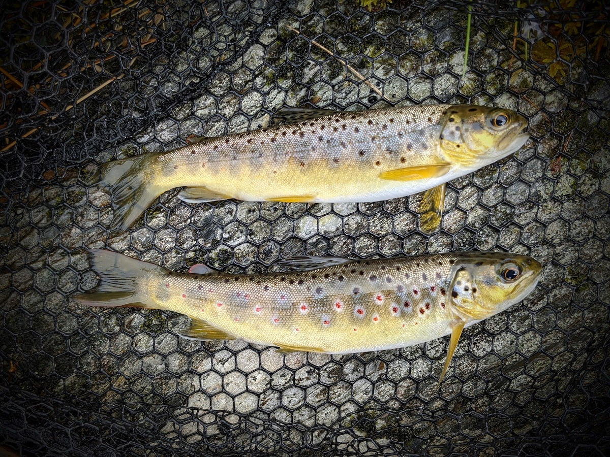 wild brown trout llyn fishing
