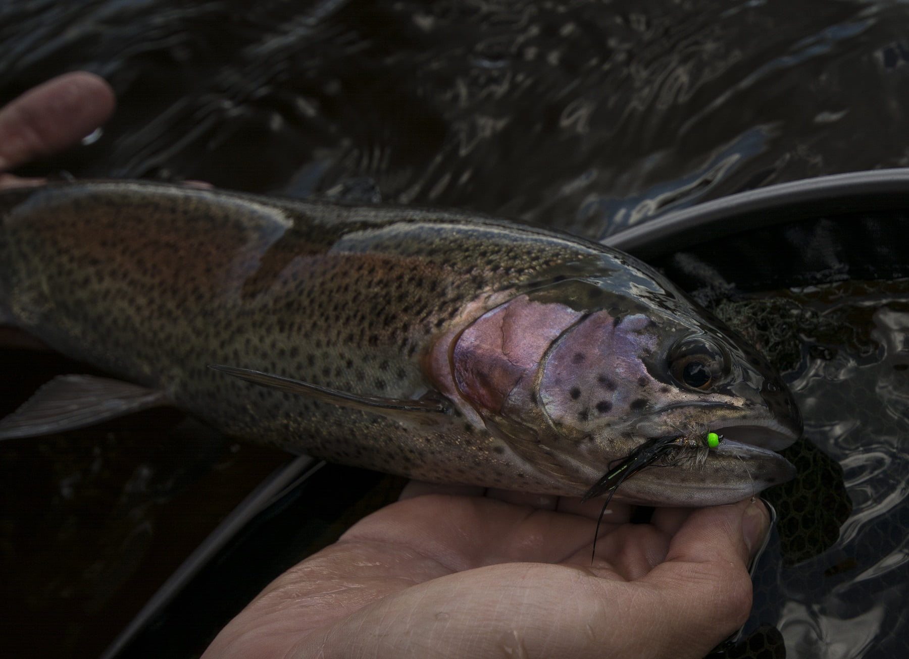 cantref lake rainbow trout brecon beacons