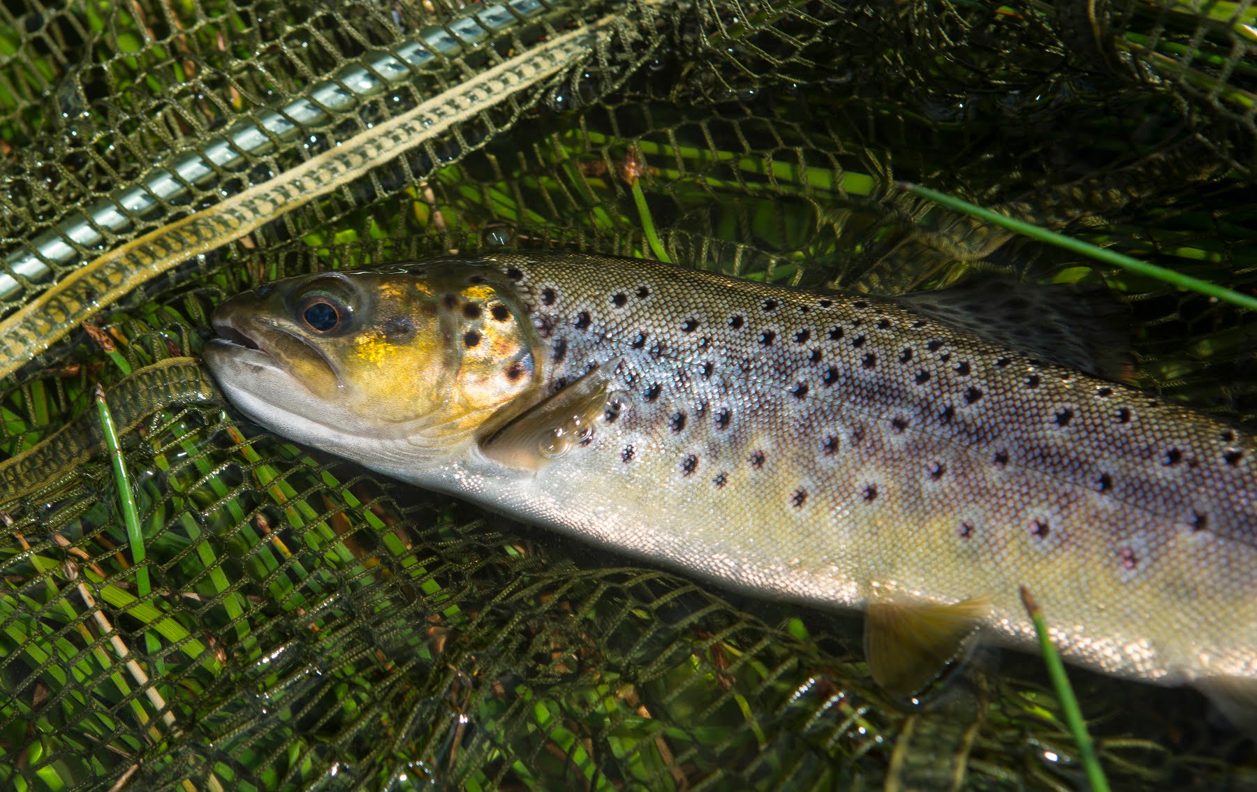 cantref reservoir wild trout
