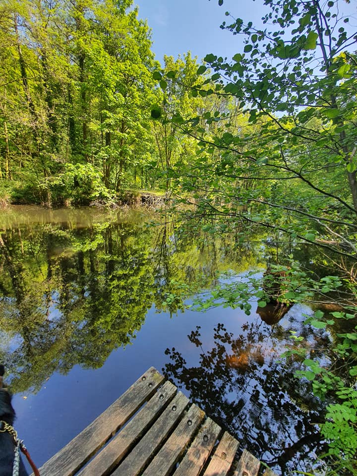 clyne pond swansea