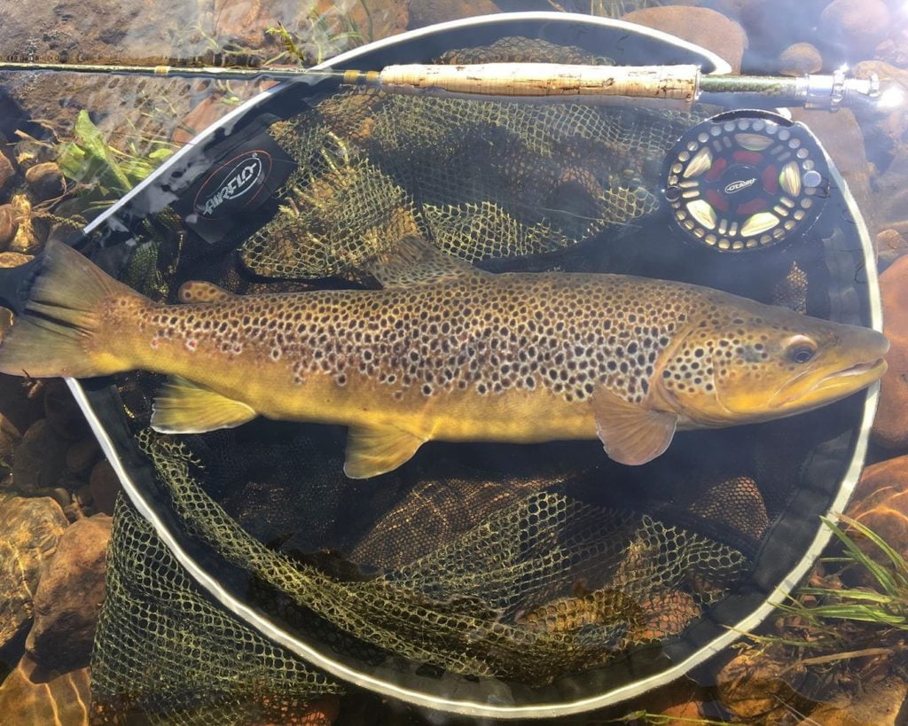 river Taff wild trout