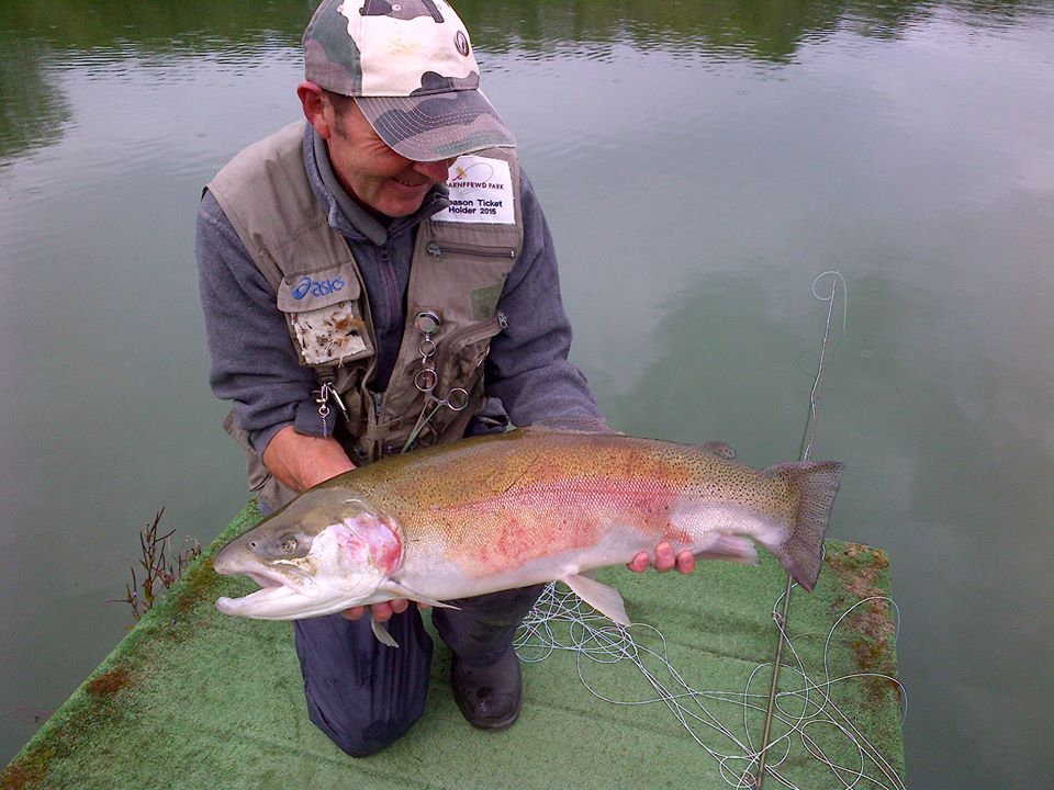Garnffrwd Fishery big trout