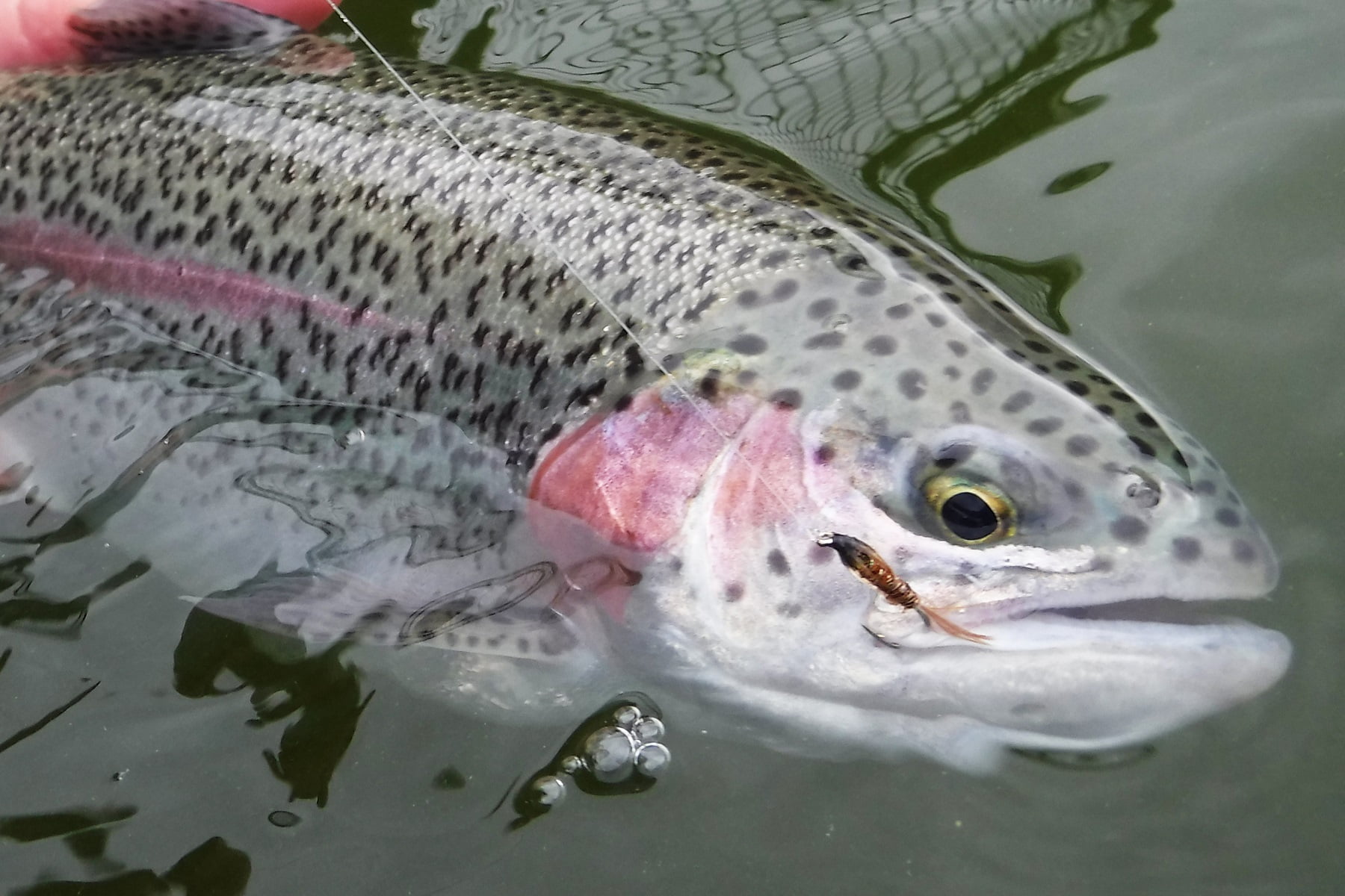 gludy rainbow trout