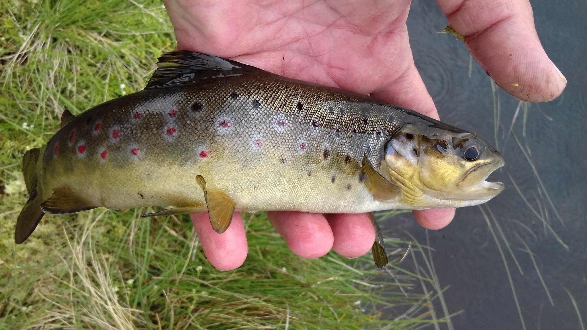 llyn bugeilyn trout
