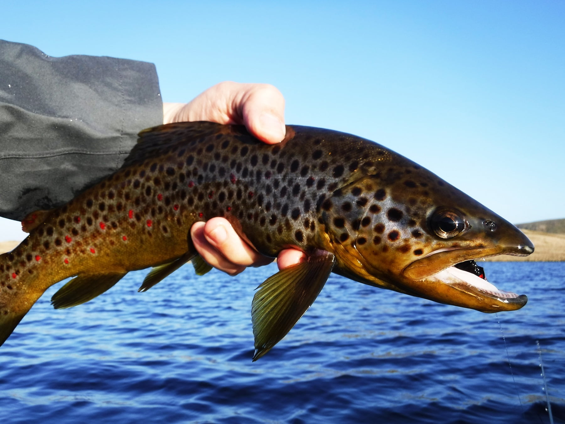 llyn egnant wild trout