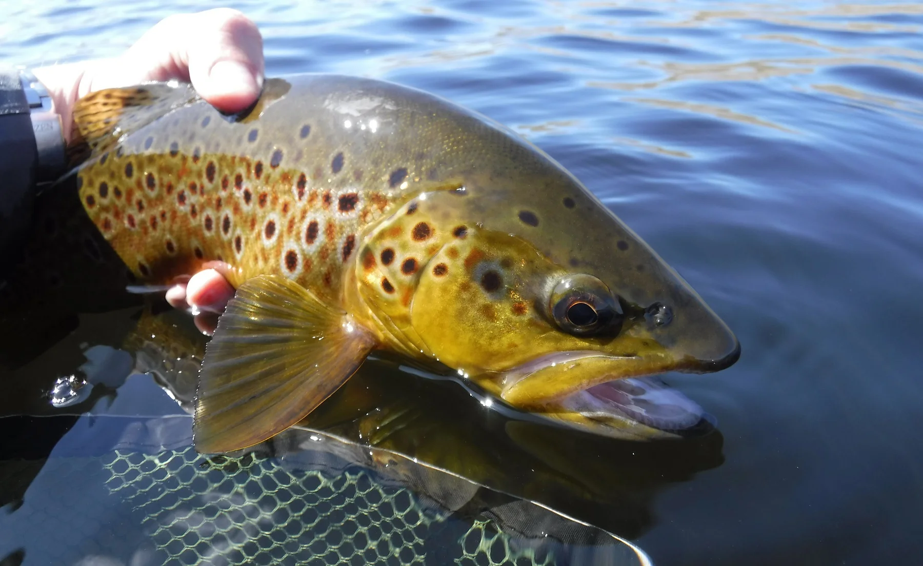 llyn hir wild trout